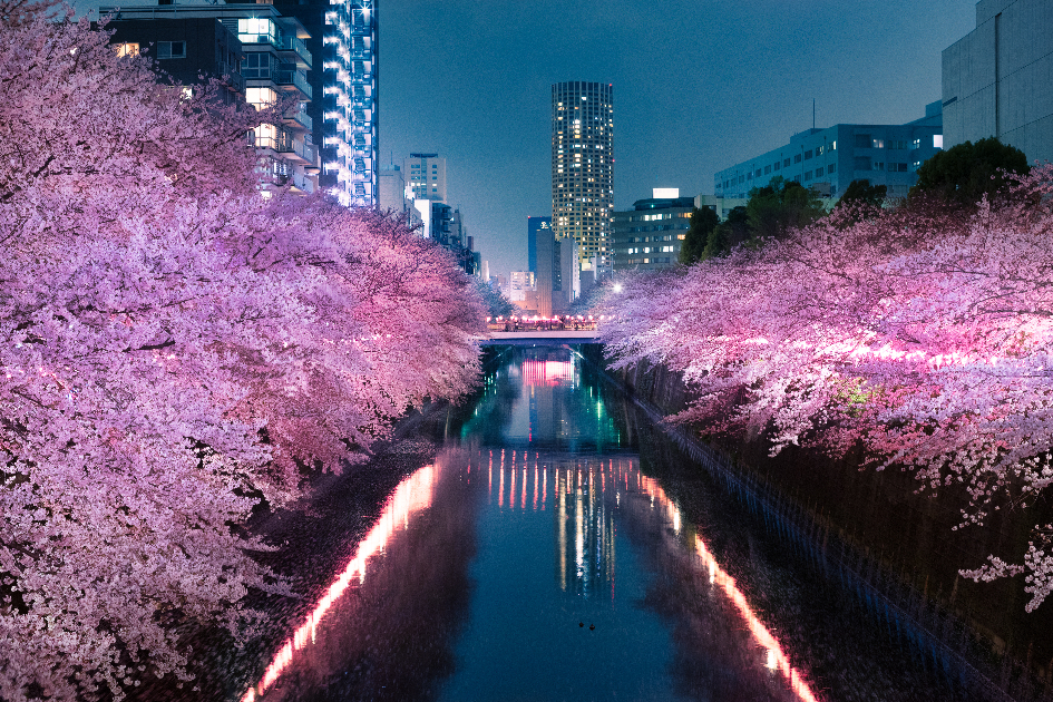 川沿いの夜桜