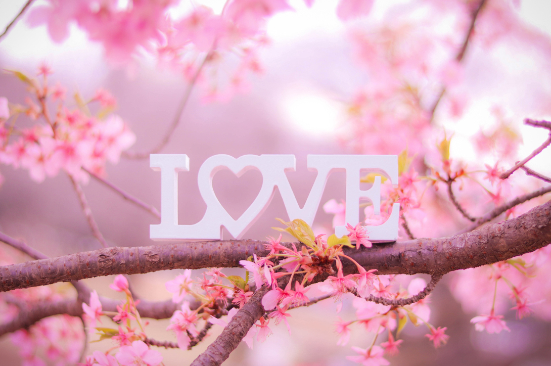 桜の樹の枝に置かれたLOVEのオブジェ