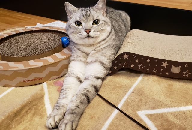 猫用爪とぎの横に座る猫